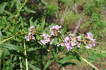 Pale mauve flowers of Daphne in June