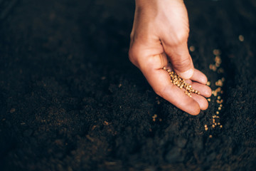 Hand growing seeds on sowing soil. Background with copy space. Agriculture, organic gardening,...