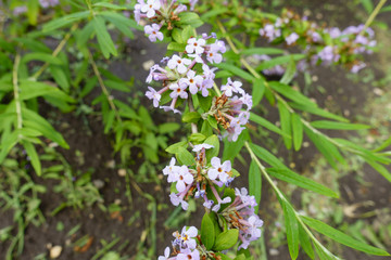 Small mauve flowers of Daphne in June