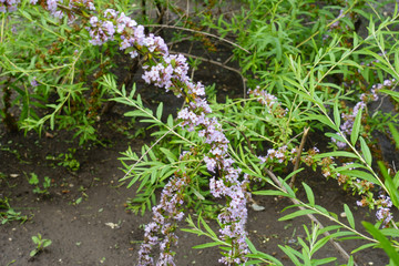 Thin branches of Daphne with mauve flowers in June