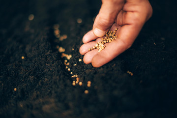 Hand growing seeds on sowing soil. Background with copy space. Agriculture, organic gardening,...