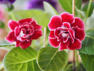 Fototapeta premium African violet Saintpaulias Gesneriaceac purple and red flower blooming in garden on nature background