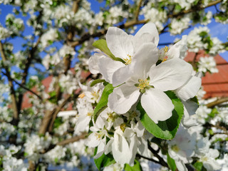 flowering tree branch is of white color on a background of a house with a red roof