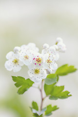 Obraz na płótnie Canvas detail of twig, Midland hawthorn (Crataegus laevigata), white flowering tree in springtime, Europe