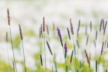 spring grass on white flowering bokeh background, springtime background