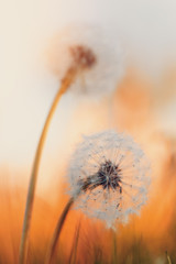 Panele Szklane  Kwiat mniszka lekarskiego z płytkim fokusem, abstrakcyjny odcień koloru wiosny dla naturalnego tła. Symbol wiosny