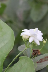 Jamine  Flower