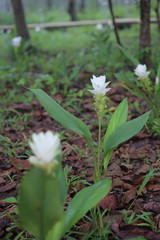 Krachiew flower at Pa Hin Ngam National Park in Chaiyaphum, Thailand