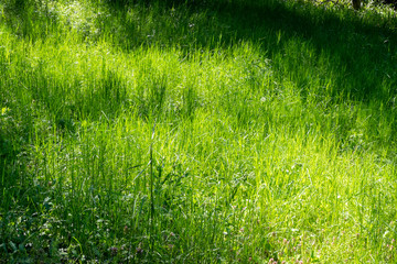 緑のコントラスト明るい草むら