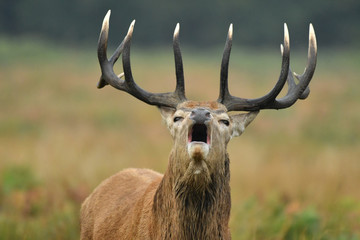 Red deer cervus elaphus in autumn colours