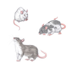 graphic watercolor hand set closeup cute white, gray and spotty fluffy rat mouse pets 2020 year symbol. Animals for congratulations happy new year winter decoration. Isolated over white background.
