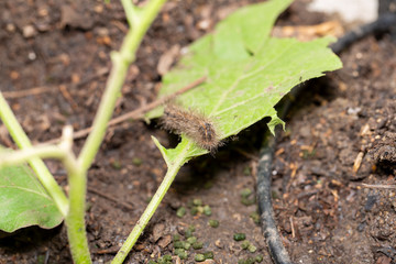 Stinging caterpillar destroy vegatable leaf.