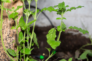 Stinging caterpillar destroy vegatable leaf.