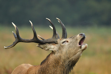 Red deer cervus elaphus in autumn colours