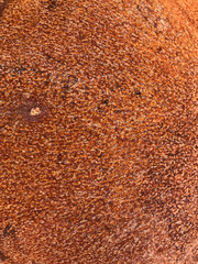 brown rusty metal texture