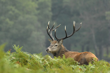 Red deer cervus elaphus in autumn colours