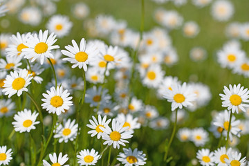 Fototapeta premium Blühende Margeriten, Leucanthemum, auf der Wiese