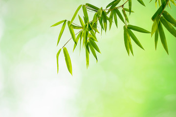 Close up bamboo leaves isolated on bokeh background with clipping paths for graphics design