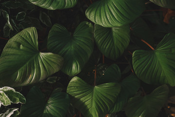 Fototapeta na wymiar Matte tropical green leaves background