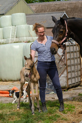 Cute newborn riding horse colt stands next to a woman in the grass. At the farmyard, yellow dun color. Dog behind the foal