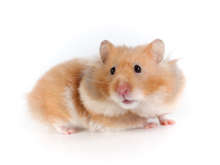 Portrait of a Syrian hamster, rodent's muzzle close-up and blurred background.