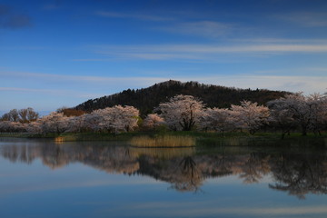 Fototapeta premium 春の三郎堤