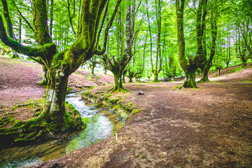 Autumn beech next to little river