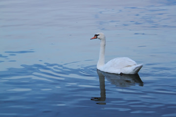 Beautiful swan swims in the river Danube