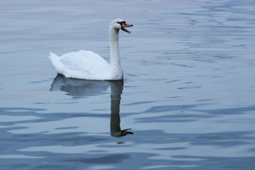 Beautiful swan swims in the river Danube