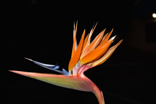 Flowerhead