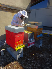 Les ruches et leurs miel 