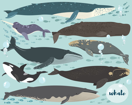 A vector of Whale Species Collection Set