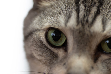 ネコの目　サバトラ猫