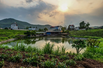 typical Vietnamese landscape Tan Cuong Tea Area in Thai Nguyen Province