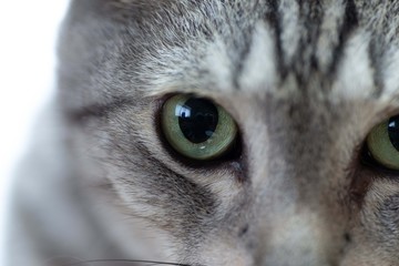 ネコの目　サバトラ猫