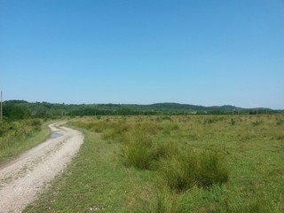 Fototapeta na wymiar road crossing green fields close to forest in summer season on sunny day