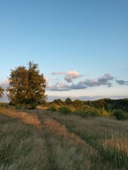 Fototapeta premium road crossing green fields close to forest in summer season on sunny day