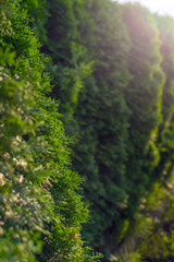 Abstract background with thuja tree hedge. Selective focus.