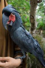 black and white parrot
