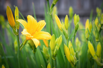 A blooming flowers in a garden bed close up background.