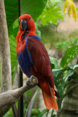 scarlet macaw parrot