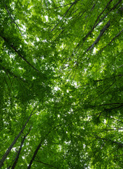 The mysterious forest, Croatia, Europe