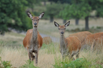 Red deer cervus elaphus in autumn colours