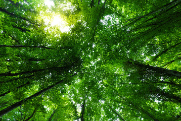 The mysterious forest, Croatia, Europe