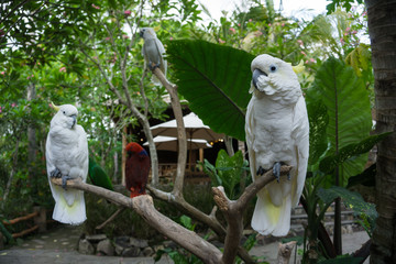 white parrot in a tree