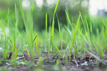 Green lawn grass close up background.