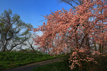 青空と桜