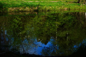 Blue water in a forest lake with pine trees