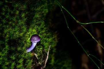 Cortiniarius magellanicus 2