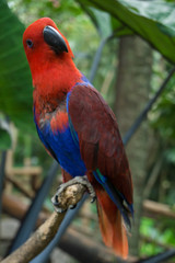 scarlet macaw parrot